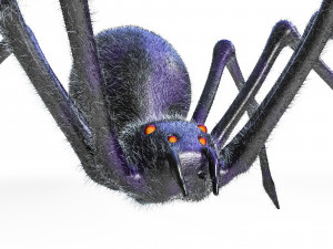 giant spider insect 3D Model