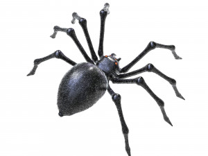giant spider insect 3D Model