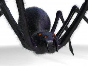 giant spider insect 3D Model