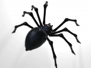 giant spider insect 3D Model