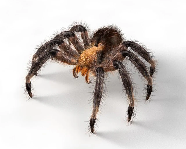 tarantula giant spider insect 3D Model .c4d .max .obj .3ds .fbx .stl .blend 