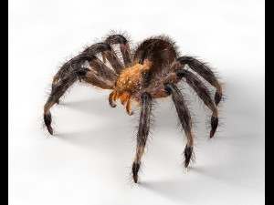 tarantula giant spider insect 3D Model