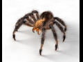 Tarantula Giant spider insect 3D Model