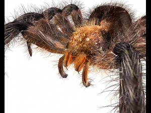 tarantula giant spider insect 3Dモデル