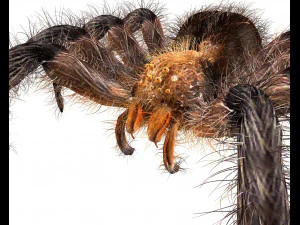 tarantula giant spider insect 3D Model