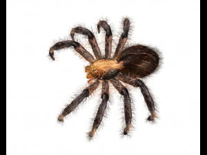 tarantula giant spider insect 3D Model