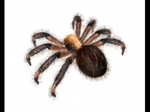 tarantula giant spider insect 3Dモデル