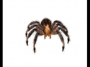 tarantula giant spider insect 3Dモデル