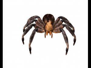 tarantula giant spider insect 3Dモデル