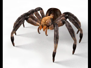 tarantula giant spider insect 3D Model