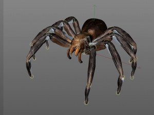 tarantula giant spider insect 3Dモデル