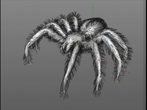 tarantula giant spider insect 3Dモデル