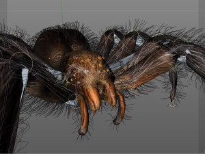 tarantula giant spider insect 3Dモデル