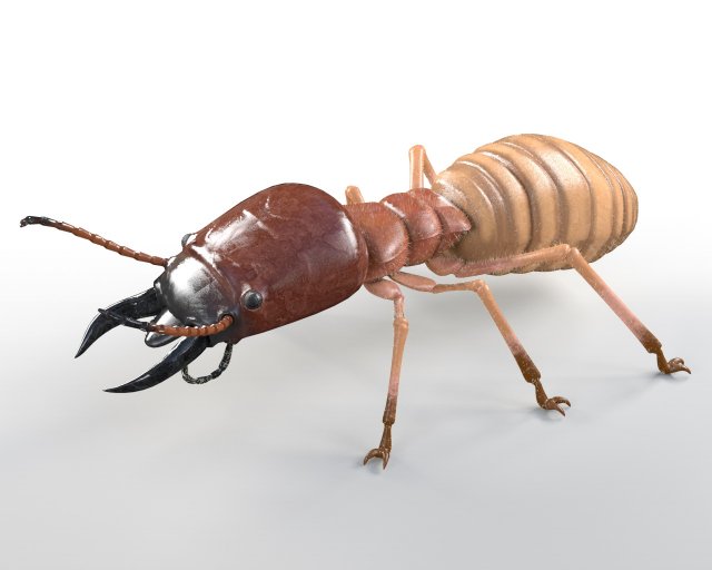 termite rigged hairs insect pbr low poly Model 3D .c4d .max .obj .3ds .fbx .stl .blend 