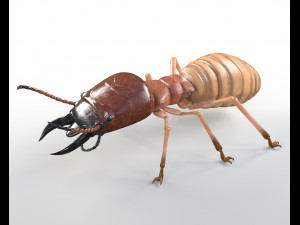termite rigged hairs insect pbr low poly 3D Model