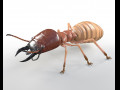 Termite Rigged Hairs Insect PBR Low poly 3D Model