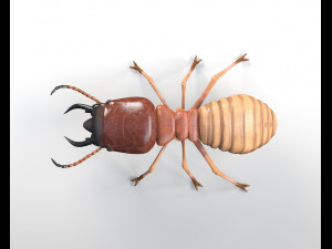 termite rigged hairs insect pbr low poly Model 3D