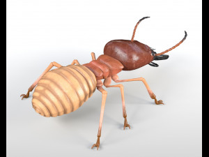 termite rigged hairs insect pbr low poly Model 3D
