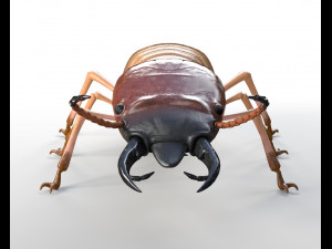 termite rigged hairs insect pbr low poly Model 3D