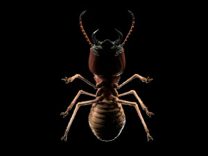 termite rigged hairs insect pbr low poly 3D Model