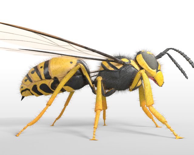wasp hornet rigged hairs insect pbr low poly Modello 3D .c4d .max .obj .3ds .fbx .stl .blend 