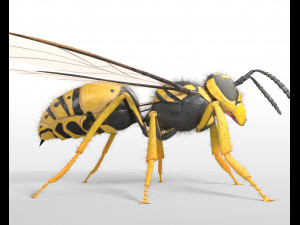 wasp hornet rigged hairs insect pbr low poly 3D Model