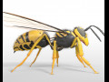 Wasp Hornet Rigged Hairs Insect PBR Low poly 3D Model