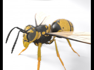 wasp hornet rigged hairs insect pbr low poly Modello 3D