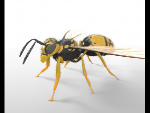 wasp hornet rigged hairs insect pbr low poly Modello 3D