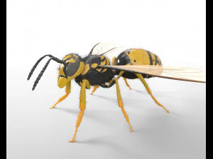 Wespe Hornisse manipulierte Haare Insekt PBR Low Poly 3D Modell