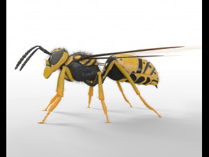 wasp hornet rigged hairs insect pbr low poly Modello 3D