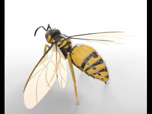 Wespe Hornisse manipulierte Haare Insekt PBR Low Poly 3D Modell