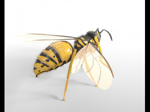 wasp hornet rigged hairs insect pbr low poly Modello 3D