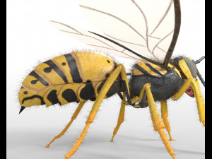 wasp hornet rigged hairs insect pbr low poly Modello 3D