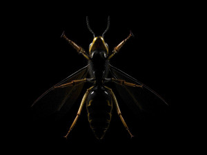 wasp hornet rigged hairs insect pbr low poly Modello 3D