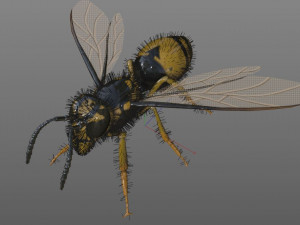 wasp hornet rigged hairs insect pbr low poly Modello 3D