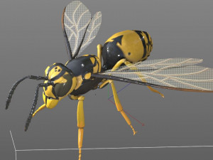 wasp hornet rigged hairs insect pbr low poly Modello 3D
