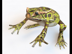 Frog Low poly rigged 3D 모델