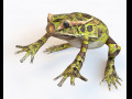 Frog Low poly rigged 3D 모델