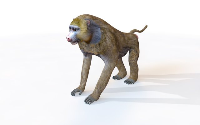 baboon monkey rigged animal 3D-Modell .c4d .max .obj .3ds .fbx .stl .blend 