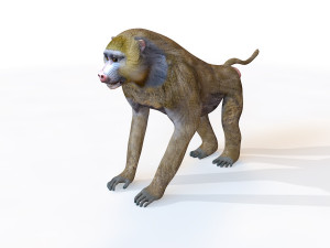baboon monkey rigged animal 3D Model