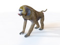 Baboon Monkey Rigged Animal 3D 모델