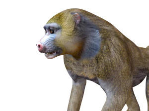 binatang yang dicurangi monyet babon Model 3D