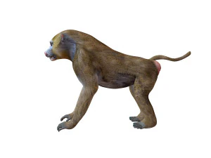 binatang yang dicurangi monyet babon Model 3D