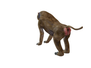 baboon monkey rigged animal 3D-Modell