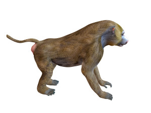 baboon monkey rigged animal 3D-Modell
