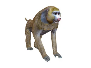 binatang yang dicurangi monyet babon Model 3D