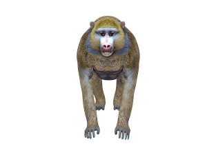 baboon monkey rigged animal 3D-Modell