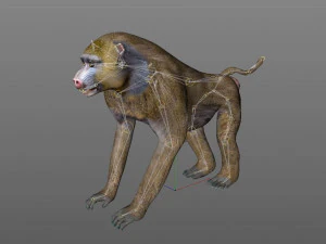 binatang yang dicurangi monyet babon Model 3D