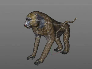 binatang yang dicurangi monyet babon Model 3D